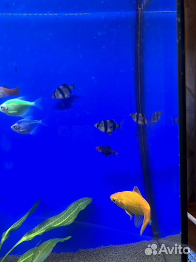 Отдам барбусов