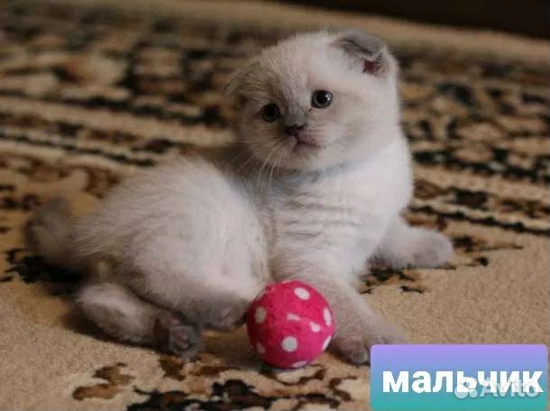 Шотландские