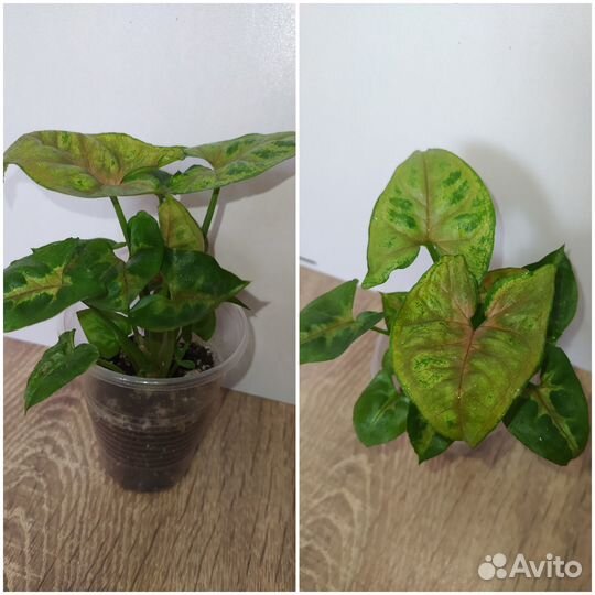 Комнатные растения
