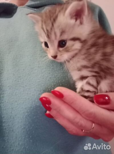 Котята мейн-кун