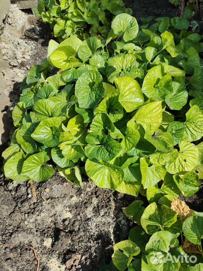 Многолетние растения для сада