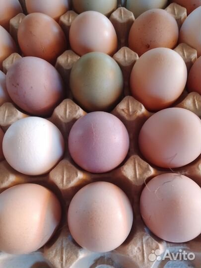 Инкубационное яйцо кур