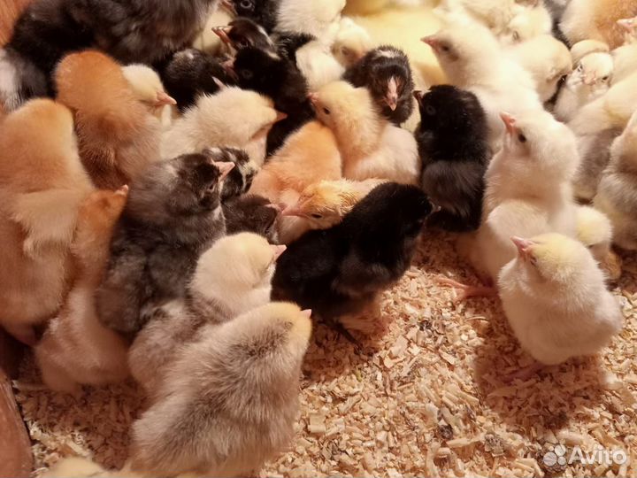 Цыплята