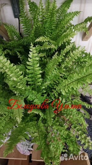 Папоротник тигр с желтой пестротой