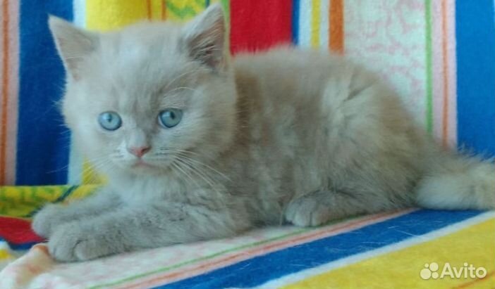 Котята британцы