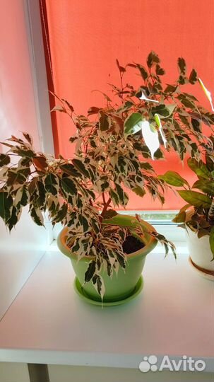 Комнатный цветы