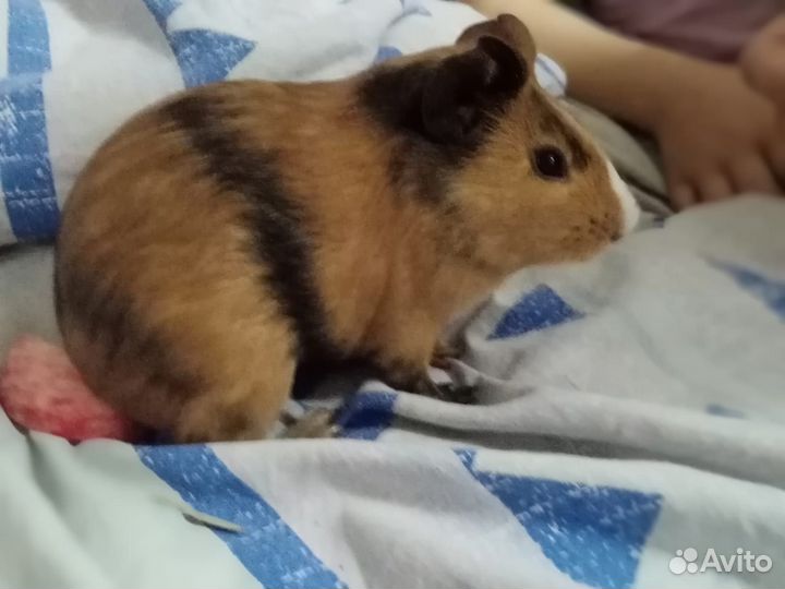 Морские свинки