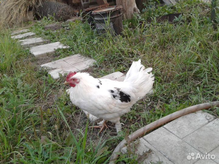 Петух Бентамка