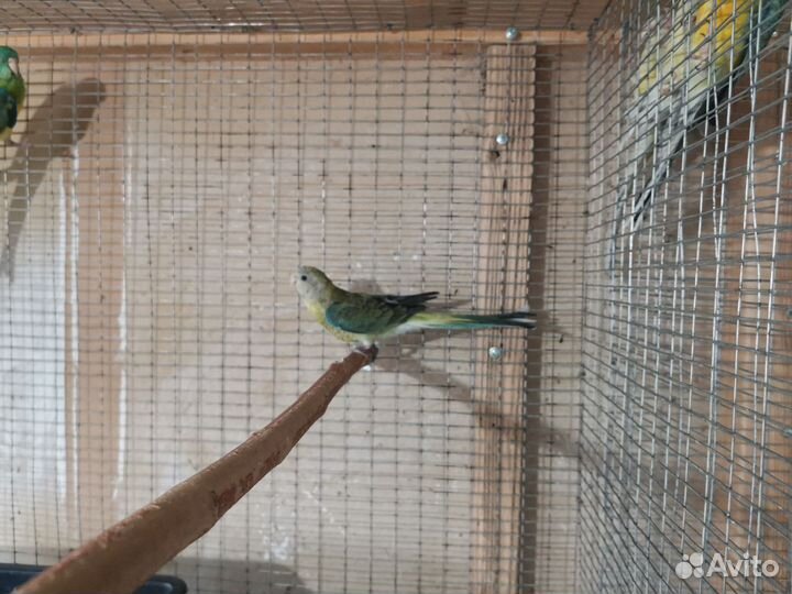 Певчие попугаи