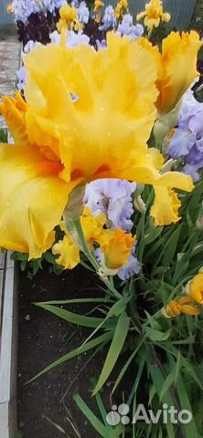 Ирисы бородатые