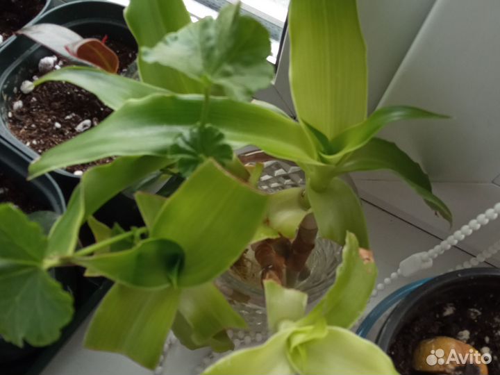 Домашние цветы