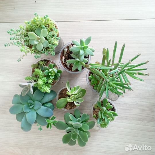 Суккуленты