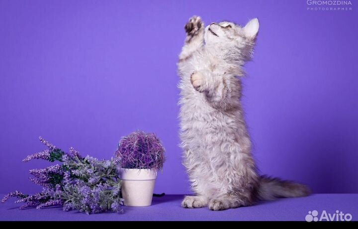 Селкирк-рекс