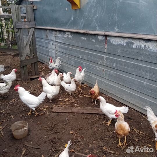 Куры молодки петухи
