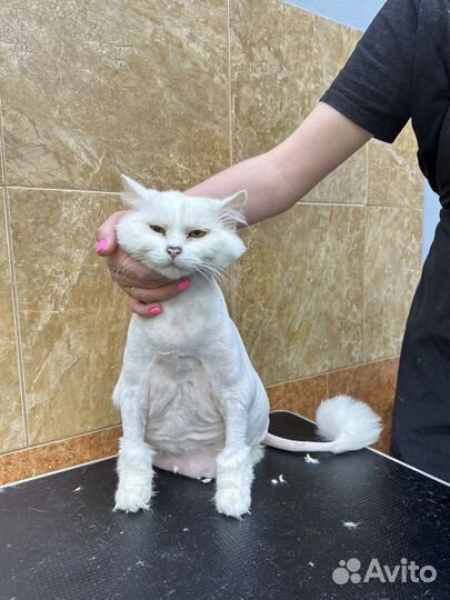 Грумер стрижка собак