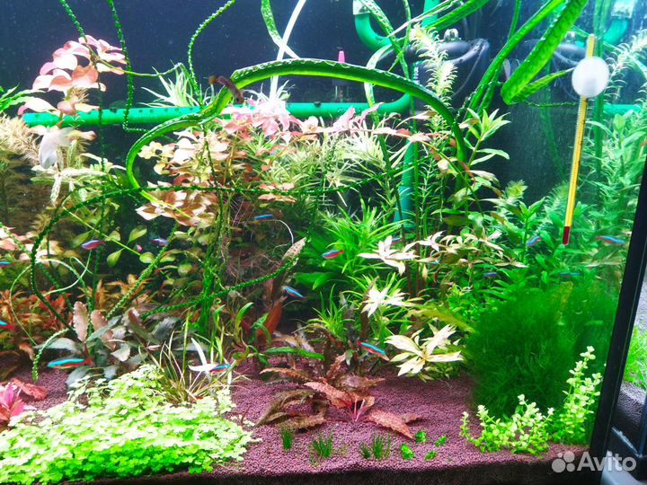 Аквариумные растения