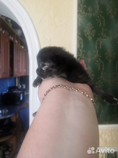 Котята мейн-кун