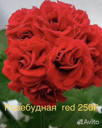 Пеларгония герань