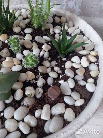 Кактусы и суккуленты, мини сад (флорариум)