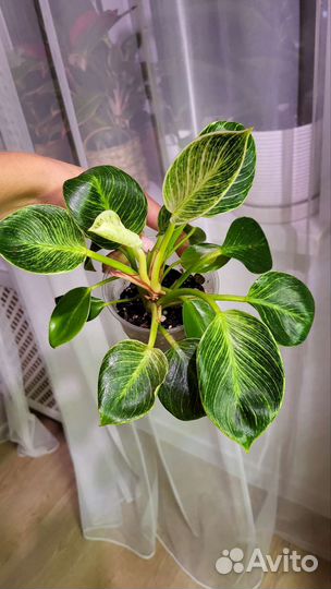 Филодендрон Биркин