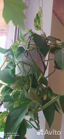 Комнатные растения