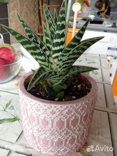 Алоэ тигровое (пёстрое)