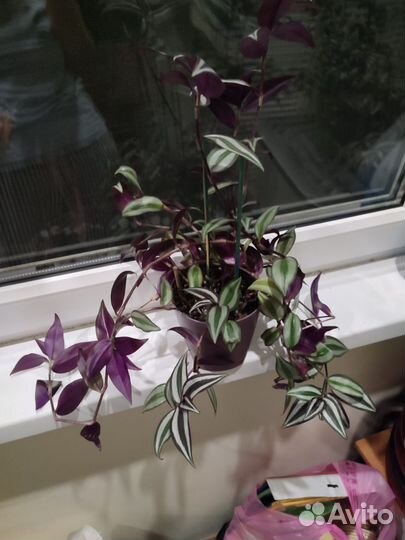 Традесканция