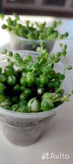 Роули вариегатный и зелёный