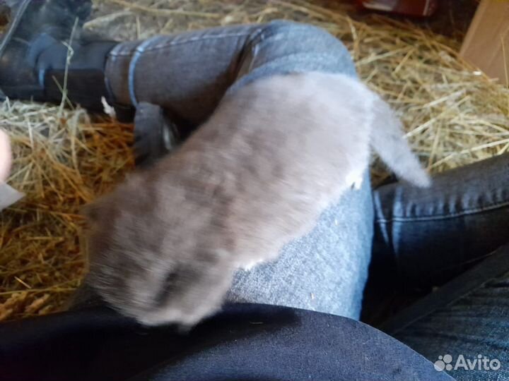 Котята бесплатно