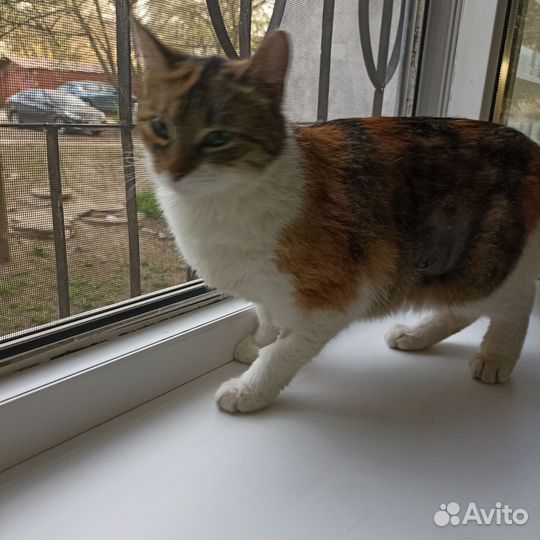Кошечка в добрые руки