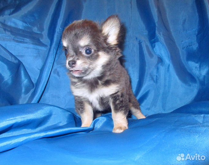 Чихуашки девочки