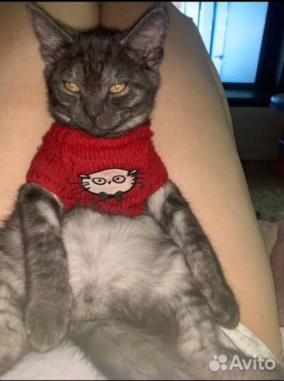 Отдам котика в добрые руки