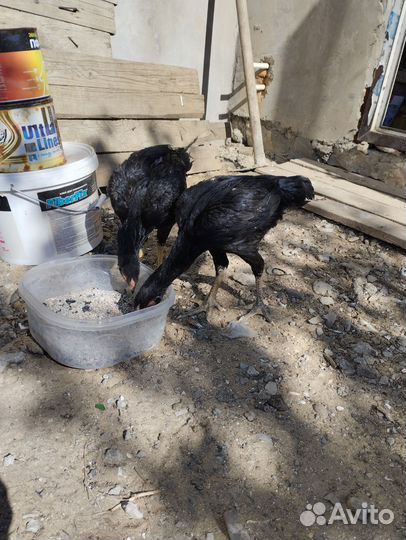 Бойцовая курочка тайго