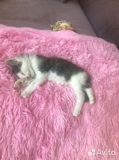 Кошка в дар