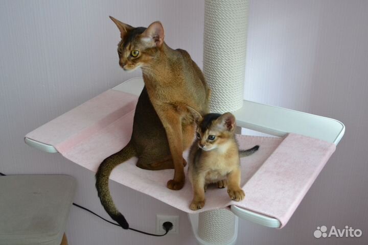 Абиссинская