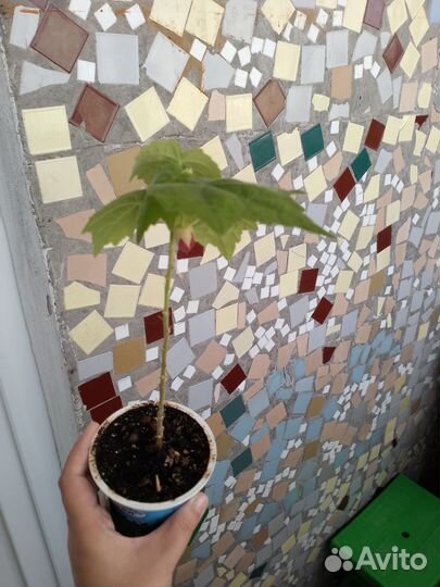 Отдам бесплатно комнатные цветы