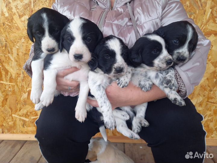 Отдам в добрые руки щенков