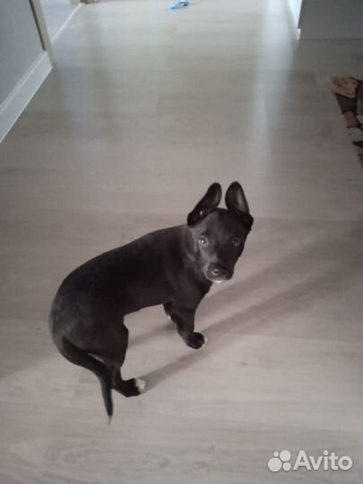 Собаки в дар