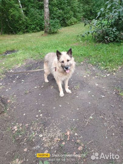 Собака в добрые руки