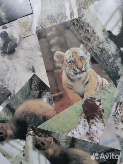 Открытки с животными СССР