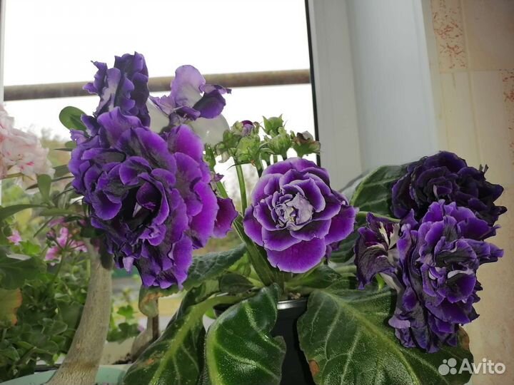 Глоксиния лист на срез