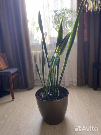 Комнатные растения большие