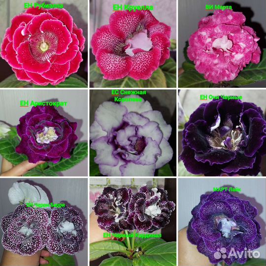 Сортовые глоксинии