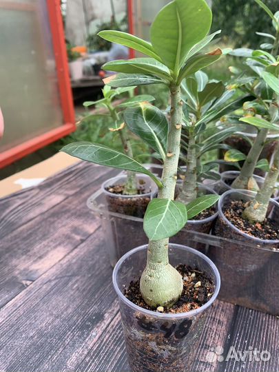 Adenium тучный от adeniumboom