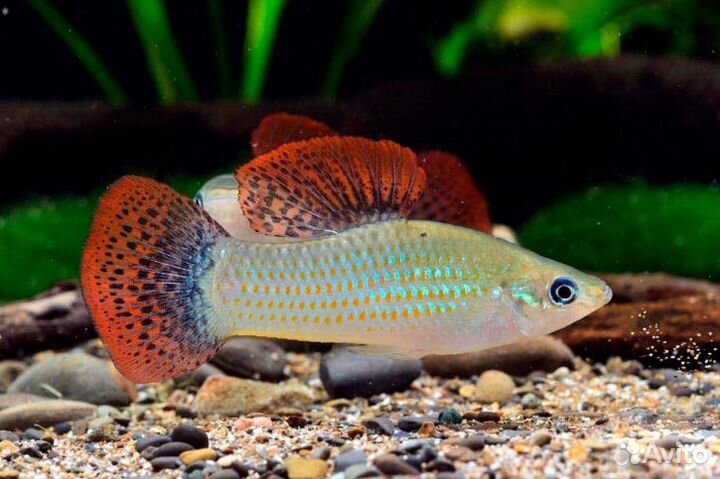 Молинезия вольная (Poecilia salvatoris)