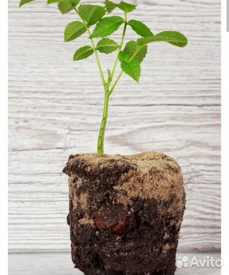 Грецкий орех саженцы