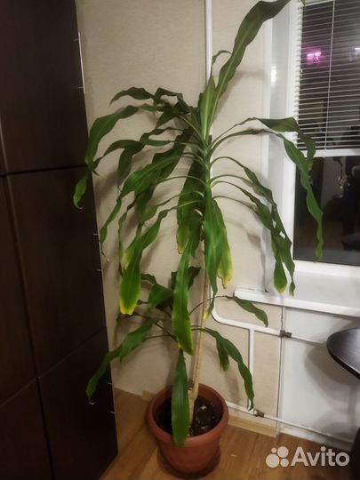 Пальма Юкка