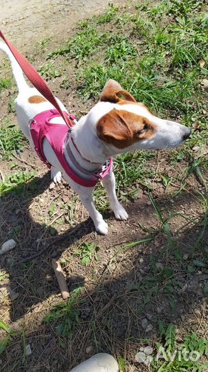 Фокс терьер девочка ищет жениха