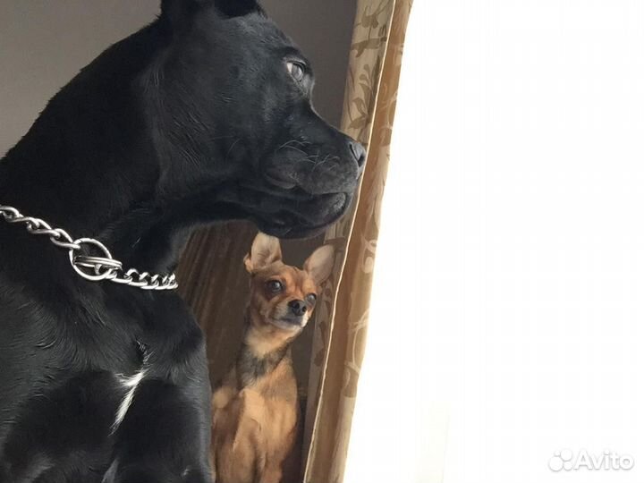 Отдам собаку