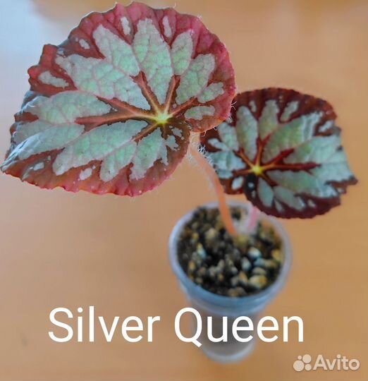 Бегонии зарубежной селекции, часть 1